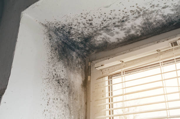 Affordable Basement Mold Remediation solutions in Hopkinton, MA